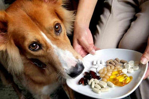 Aceite de pescado para perros - Dosis y beneficios