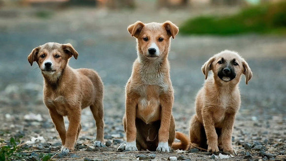Perros Criollos Amados en Colombia - Silycon Pet Colombia