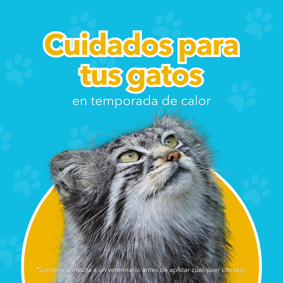 Cuidados de las Madcotas en epocas de altas temperaturas para evitar Golpes de Calor
