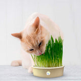 Hierba Comestible Para Gatos HPSM-1