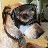 Lentes transparentes para perros con protección UV para razas medianas