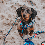 MAX & MOLLY ORIGINAL FRENZY THE SHARK COLLAR PERRO