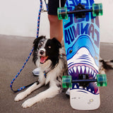 MAX & MOLLY ORIGINAL FRENZY THE SHARK CORREA