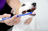 Juego de cepillo de dientes para perros/gatos de dos piezas. - Ricardo Alejand Torres Rodrigue - AMPI-AN38458CO