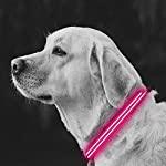 Collar para perros con luz LED ultra brillante y recarg. - Silycon Pet Colombia