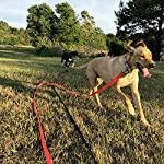 Correa para perros de entrenamiento para perros grandes - Silycon Pet Colombia