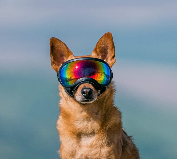 Rex Specs - Gafas de protección para el perro activo