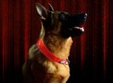 Collar para perros LED con hebilla metálica. - Silycon Pet Colombia