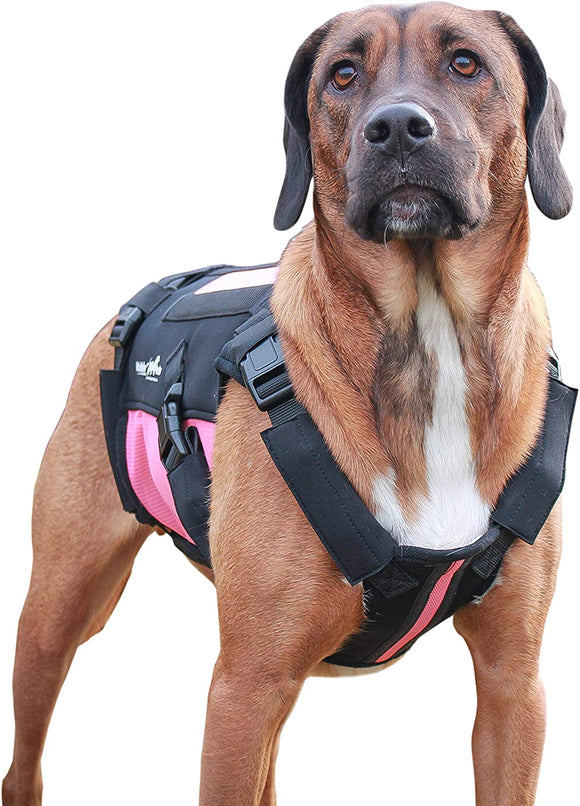 Sistema de soporte de espalda para mascotas que sufren de artritis a lesiones de espalda - Silycon Pet Colombia